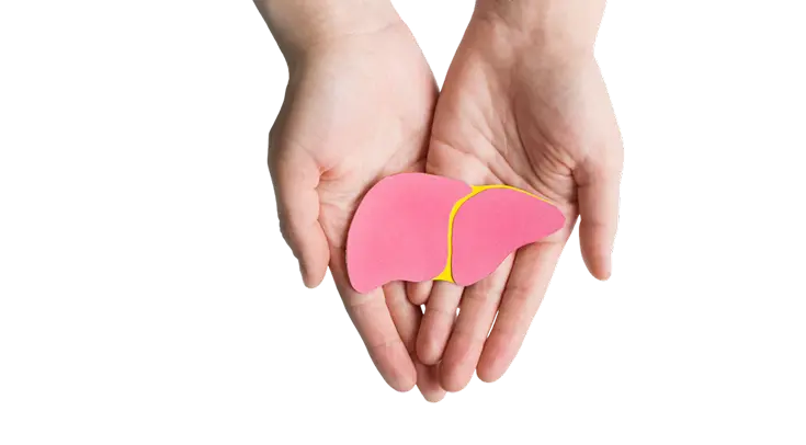 Растительный препарат Хофитол: на основе экстракта артишока